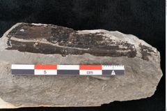 Foto (Detailansicht) von Plantae indet.  (NHMW-GEO-2024-0188-6692)